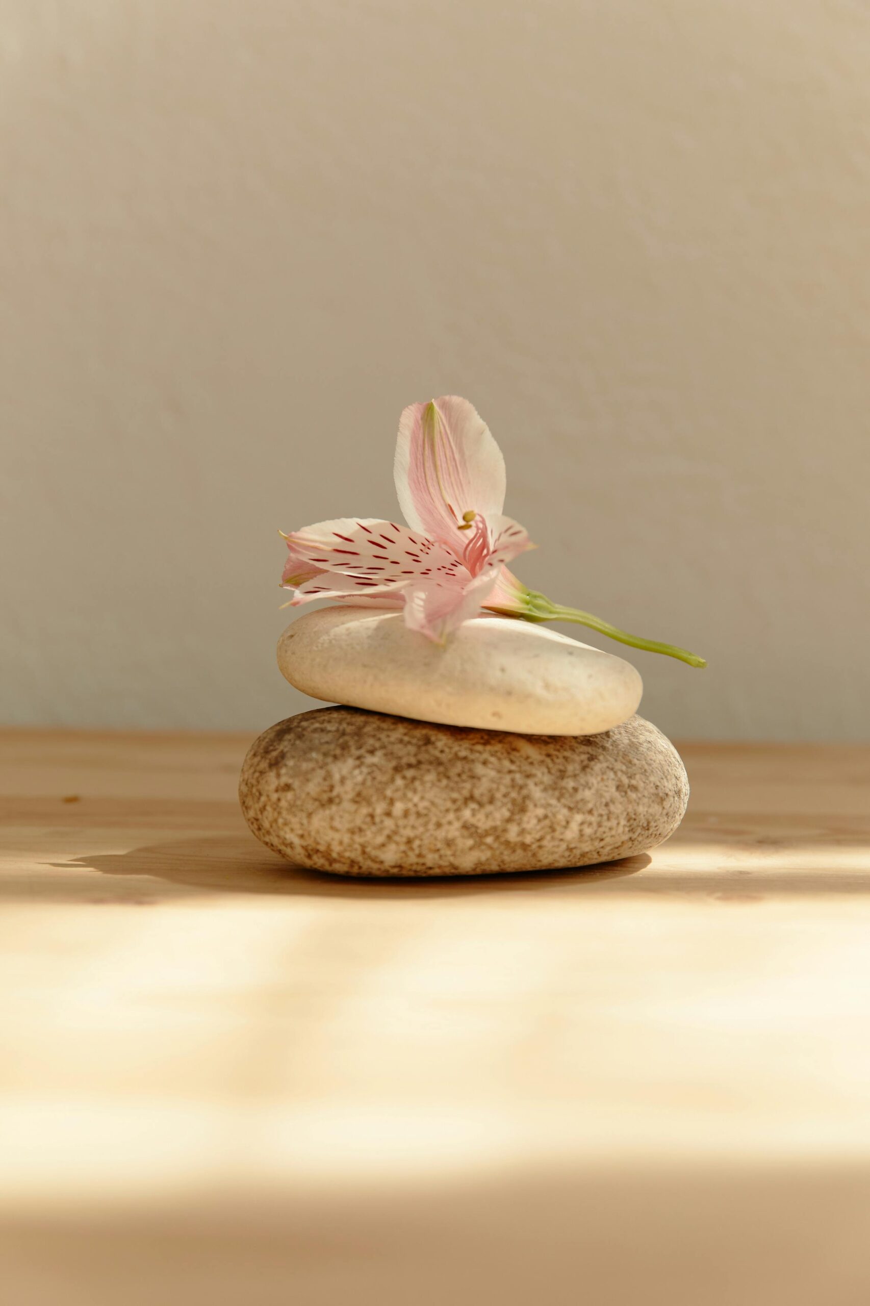 Pink flower elegantly resting on stacked stones with soft lighting. Perfect for tranquility themes.